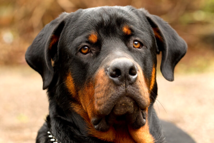 óriás rottweiler